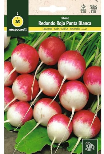 Mascarell Semillas, RÁBANO, Semillas Huerto, RABANITO REDONDO ROJO PUNTA BLANCA, Crea tu Propio Huerto Urbano y Cultivo en Casa, Plantas Hortícolas, 14 Gramos
