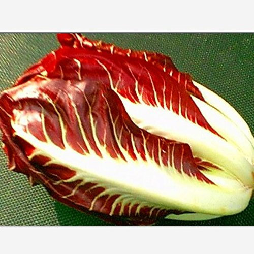 200 semi/pacchetto Radicchio, cavolo Radicchio Rosso, semi di Verdure nutrienti