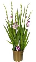 Gladiolus Natural o Gladiolo Bulbo en Maceta para Jardín|Planta de Exterior con Flores