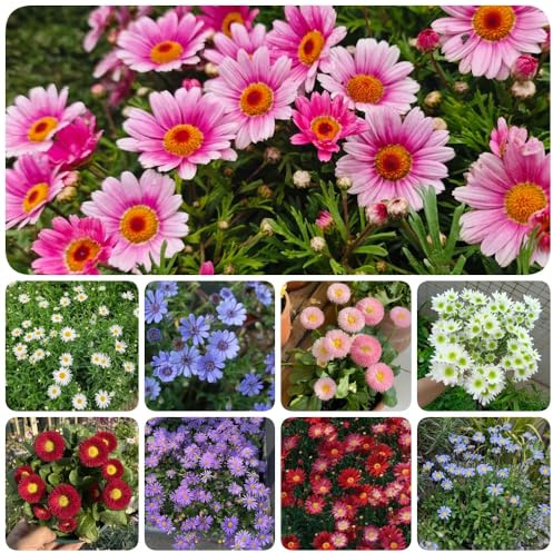 Semi di margherita - vecchie varietà esotiche rare per gli ospiti con semi di da giardino roccioso resistenti 80pcs