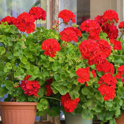 100 semi di geranio rosso scuro