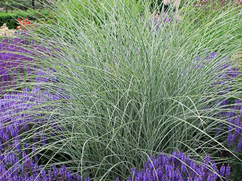 1 x Miscanthus sinensis 'Morning Light' im 1 Liter Topf (Ziergras/Gräser/Winterhart/Mehrjährig/Staude) Buntes Chinaschilf - Leichtigkeit und Glanz für Ihre Gartenlandschaft - von Stauden Gänge