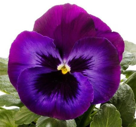 20 graines de fleurs de pensées fraîches