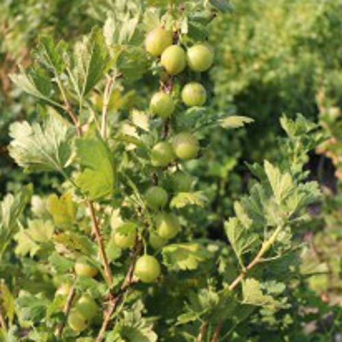 Gooseberry Giggles Green 9cm Hardy Perennial Potted Garden Plants by Thompson and Morgan (1)