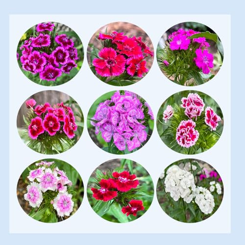 semillas de clavel anual - Dianthus - exóticas de jardín resistentes para decoración orgánicas para balcón 1000pcs