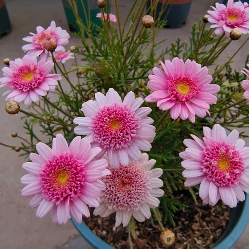 semi di margherita, esotiche decorazioni giardino per esterni varietà antiche biologiche recisi serre balcone 100pcs
