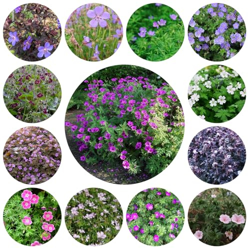 semi resistenti di geranio - perenni appartamento giardino esterno 250pcs