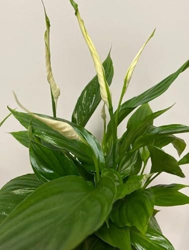 Spathiphyllum Peace Lily Torelli VAR Live Indoor Plan tAir purefying in 12 cm Pot