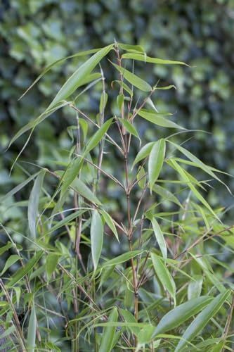 Fargesia robusta 'Pingwu' 100–125 cm – Winterhart, Immergrün, Pflegeleicht – Schirmbambus – Heckenpflanze für Garten & Sichtschutz