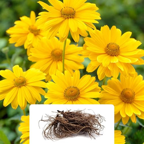 3 Heliopsis Scabra – Vibrant Perennial Sunflower Blooms – Summer Flowering Bulbs for UK Gardens – Perfect for Adding Colour and Charm to Your Landscape
