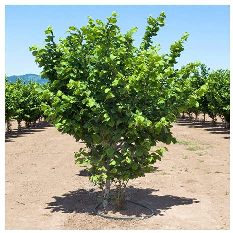 Nocciolo Corylus avellana Tonda di Giffoni pianta di 2/3 anni in vaso ø 24 cm h. 170/200 cm Vivaio di Castelletto