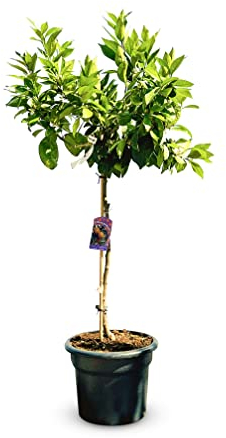 Sunny Tree - Orangenbaum - große 160 Zentimeter - Citrus Sinensis - Obstbaum - Sonnige Standorte - Fruchtbildend - 8-jähriger Orangenbaum