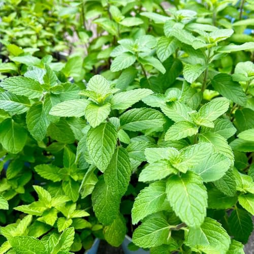 semi di menta biologici resistenti da giardino di decorative selvatiche 150pcs