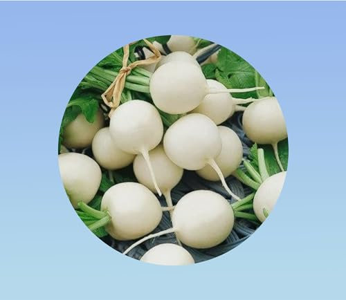 180 graines de Radis rond blanc - aga