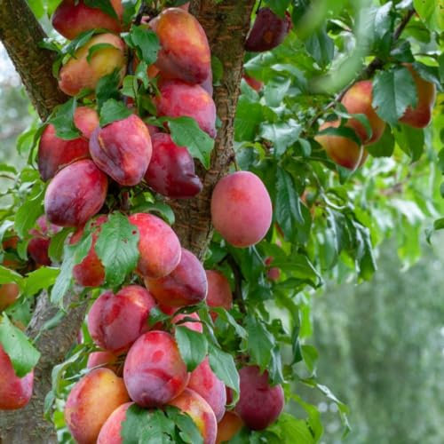 Plum 'Wonder Tree Victoria': Compact Fruit Tree for Small Spaces - Heavy-Cropping, Self-Fertile Variety - Easy Care & Delicious Harvest - Ideal for Containers 1x 24cm Potted Plant by Thompson & Morgan