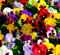 Pensamiento Planta Natural 10cm en Maceta Colores Surtidos
