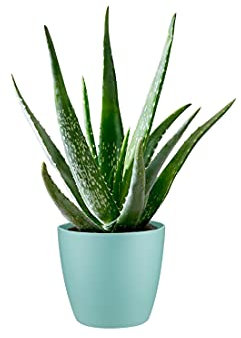 Aloe Vera Plant - Large Plant 30-40cm Including Mint Pot for The Home Or Office