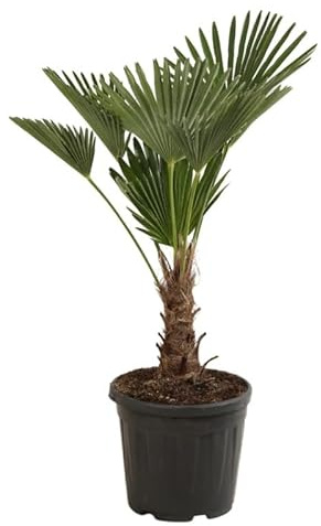 Palmier de Chine Nain Trachycarpus Wagnerianus 90/110cm Pot 20l - Plante En Pot - Floraison Mai à Juin Exposition - Exposition Soleil ou Mi-ombre Sol