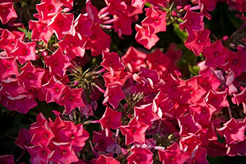 Flammenblume F1 Rot '21st Century' 30 Samen