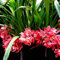 Einzigartiges Farbspiel, Topfpflanzen Das Ganze Jahr üBer. Phalaenopsis Orchideen, Winterhart, Kolibri Orchids, Cymbidium-Zwiebeln, Cymbidium Orchidee Pflanze, Pflegeleicht,-5zwiebeln-I