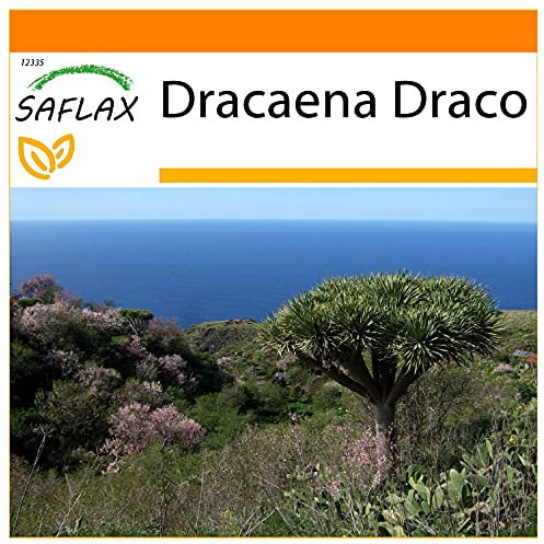 SAFLAX - Garden in the Bag - Albero del drago - 5 semi - Dracaena Draco