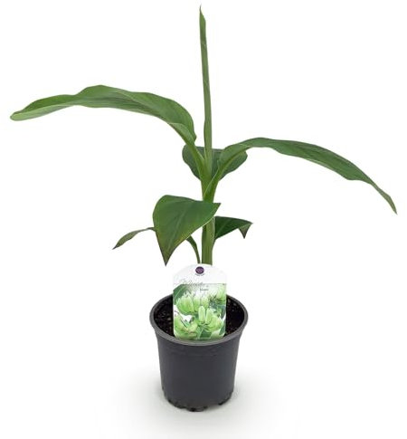 GreenboutiQ - Plante fruitière - Plante de bananier - Musa Basjoo - Résistante à l'hiver - 6 plantes - Pot 12cm Hauteur 30cm