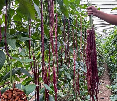 NO-GMO 45 graines, haricot rouge noodle long de haricots, les graines de légumes productives offrent des graines de treillis Erboom