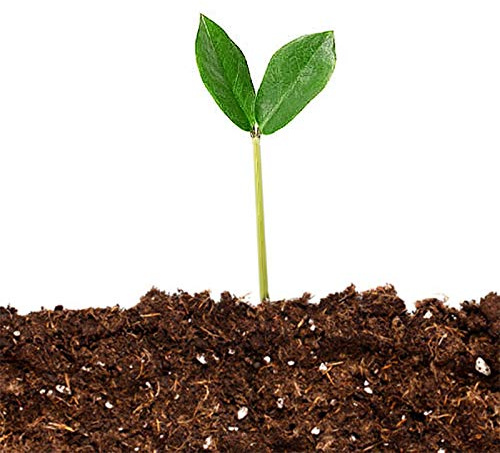 10L Multi Purpose Compost – Premium Potting Soil for Plants, Vegetables, Flowers, Herbs, Shrubs, Seeds, Garden Beds, Raised Planters, Indoor Houseplants, Greenhouse & Outdoor Use