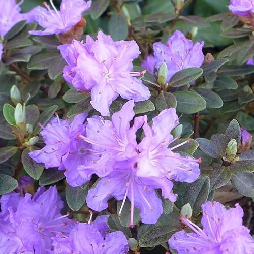 Rhododendron 'Ramapo' 25-30 cm pot | Rhododendron nain, fleurs mauves, idéal rocaille & bac