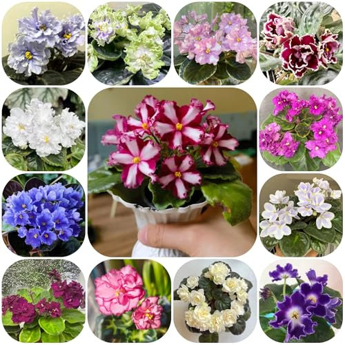 usambaraveilchen pflanze kaufen samen blumensamen mehrjährig winterhart usambaraveilchen samen pflanzen winterhart draußen, samen alte sorten gartenblumen, zimmerpflanzen samen 200pcs