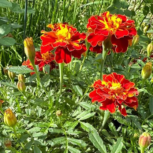 semi di tagetes perenni - calendula, balcone, regali da giardino le donne di tagetes calendula biologici, decorazioni, luoghi soleggiati 500pcs