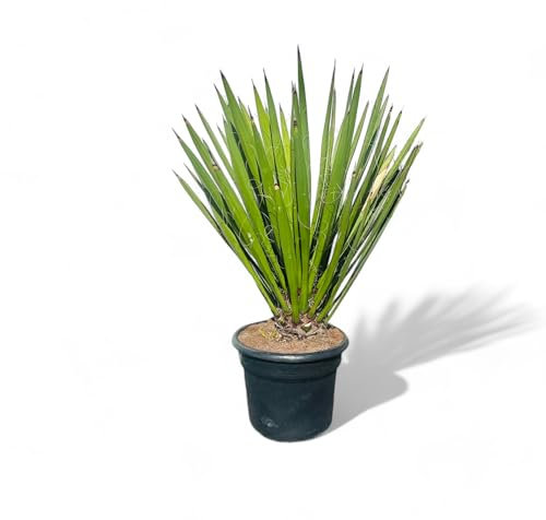 Tropictrees, Yucca Faxoniana - Pianta esotica del deserto per giardino e terrazza, resistente all'inverno, facile da pulire e decorativa, perfetta per siti asciutti, faxon Yucca, 140 cm