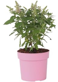 Plant in a Box - Buddleja Candy 'Petite rose' - Buddleja davidii - Arbre à papillons rustique - Fleurs Rose - Pot 19cm - Hauteur 30-40cm