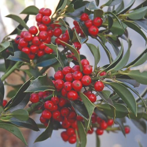 Ilex aquifolium 'Alaska' Hardy Evergreen Holly Tree with Glossy Spiny Leaves and Bright Red Berries for Winter Interest 1x 9cm Pots by Thompson and Morgan