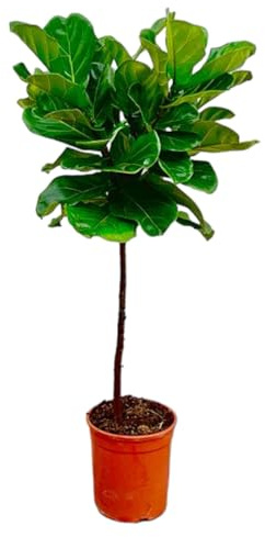 Ficus Lyrata sur tige - 115-130cm - Ø24cm - Plante d'intérieur - Vert persistant