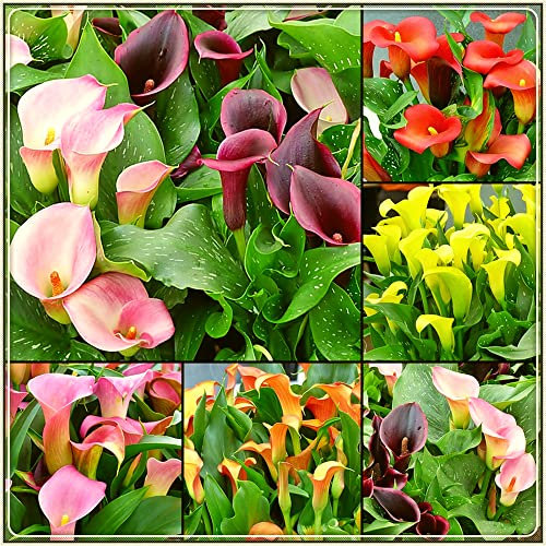 Purificante Air BMany Design Elegante Strada Greening-Calla Lilies Bulbs-10 Lampadine