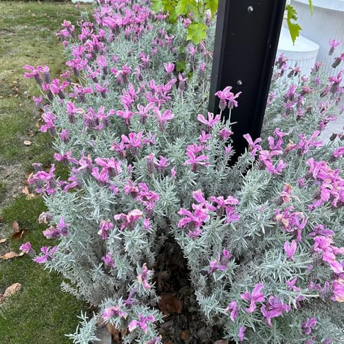 semi di lavanda perenni resistenti, esterno, copertura del terreno giardino 500pcs