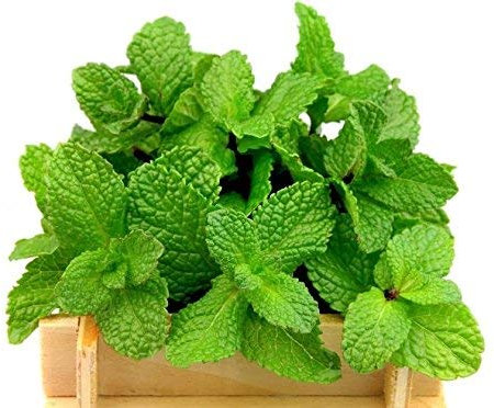 Menthe a feuilles rondes - 1200 graines