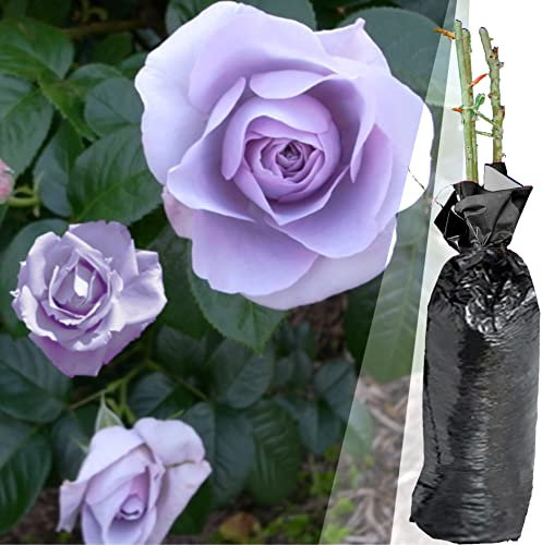 1 Fragrant Rosa Blue Moon Purple Bush Rose Bare Rooted Plant for Brighten Garden Outdoor Landscape Shrub Border Walkway Vertical Hedge Lavender Blue