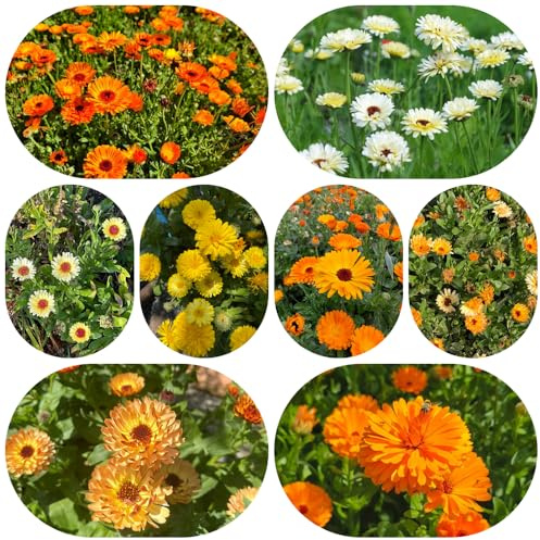 semi di calendula biologici - vecchie varietà giardino, esterno, resistenti, interno 650pcs