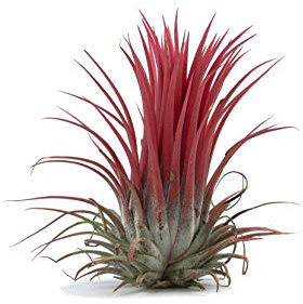 Air Plant - Easy to Keep House Airplant - Tillandsia Gift Bromeliad (Ionantha Rubra)