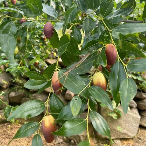 semi resistenti di palma da dattero di giuggiole, aiuole rialzate biologici da appartamento di sapote, 65pcs