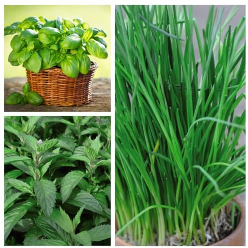 Herb Seed Collection - Basil 'Sweet Green', Mint, Chives - Easy-to-Grow Perennial Herbs for Home Cooking - 3 Packets - 1 of Each Variety (1850 Seeds) by Thompson & Morgan