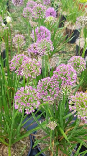 Allium 'Millenium Rose' / Ail d’ornement compact/Conteneur de 3 à 4 litres
