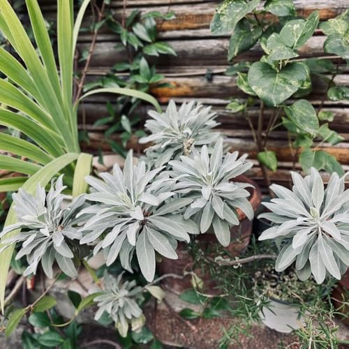 semillas de salvia resistentes, perenne raras interior exóticas 75pcs