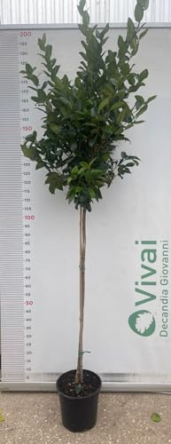 PIANTA DI LIGUSTRO TEXANUM ALBERELLO V. 24 CM 1/2 FUSTO (foto reale) LIGUSTRUM
