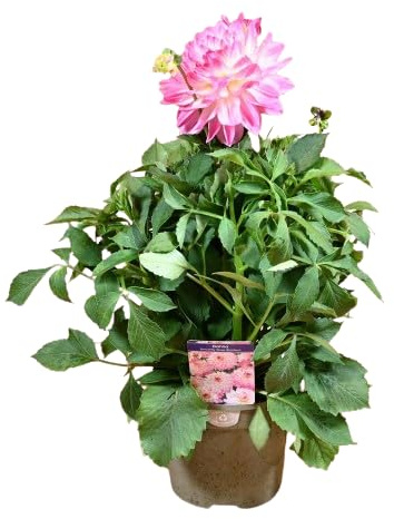 Dahlia - Dalia - Planta Primavera y Natural de Exterior