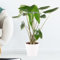 Alocasia Zebrina XL, Elefantenohr, echte Zimmerpflanze, Höhe circa 70 cm, Zimmerpflanzen für die Wohnung oder das Büro, 21 cm Topfgröße, luftreinigend, Pflanzenversand