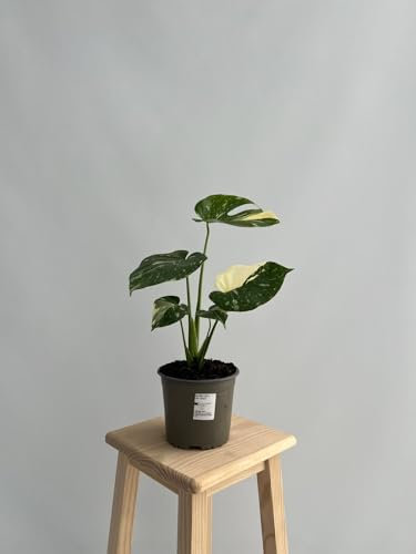 GREENTIA | Costilla de Adán - Monstera Variegata Thai Constellation Planta Natural M17 Altura 35-50cm en Maceta de 17cm de diámetro