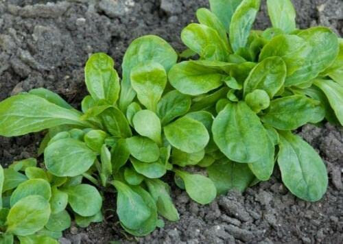 250 Körner MÂCHE VERTE DE CAMBRAI (Valeri Anella Locusta) H829 Feldsalatsamen